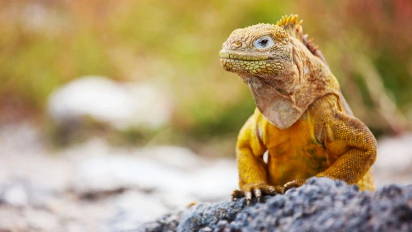 ECUADOR: QUITO ÉS GALÁPAGOS-SZIGETEK VILÁGA **** kép