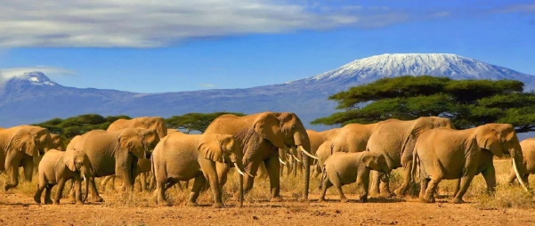 Szilveszteri szafari Kenyában kép