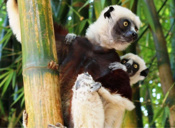 Szilveszter Madagaszkáron kép