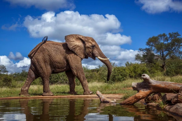 AZ IGAZI DÉL-AFRIKA & VIKTÓRIA-VÍZESÉS - CHOBE NEMZETI PARK kép