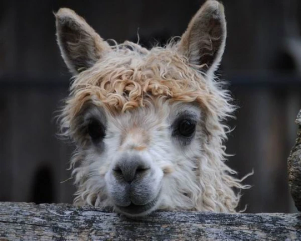 Peru Nagykörút *** 7. kép