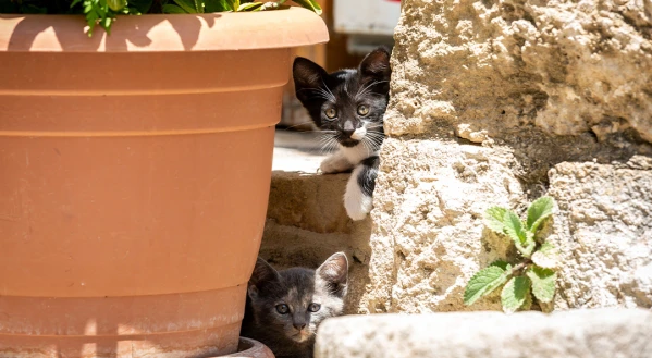 Ciprus, a szerelem szigete 4. kép