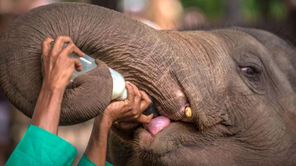 KÖRUTAZÁS SRÍ LANKÁN TENGERPARTI PIHENÉSSEL **** 17. kép
