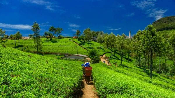 KÖRUTAZÁS SRÍ LANKÁN TENGERPARTI PIHENÉSSEL **** 5. kép