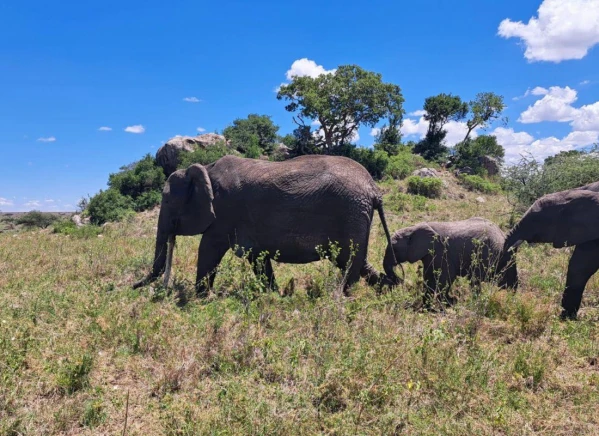 Szafari Tanzániában Zanzibári pihenéssel **** 19. kép