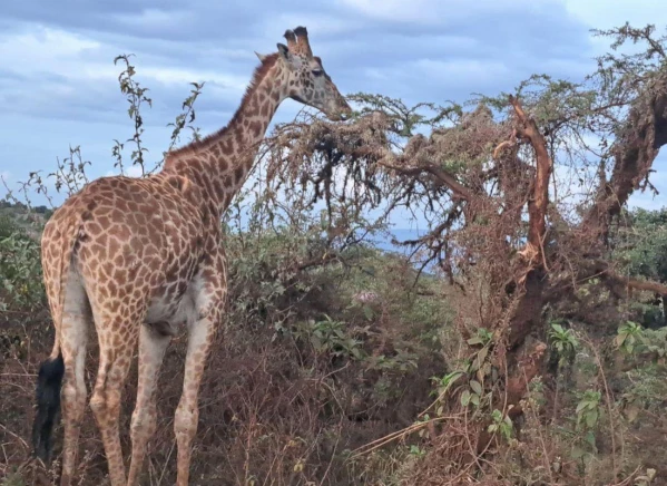 Szafari Tanzániában Zanzibári pihenéssel **** 13. kép