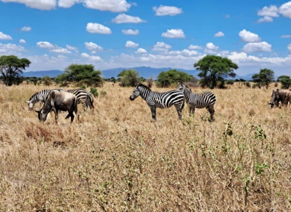 Szafari Tanzániában Zanzibári pihenéssel **** 1. kép