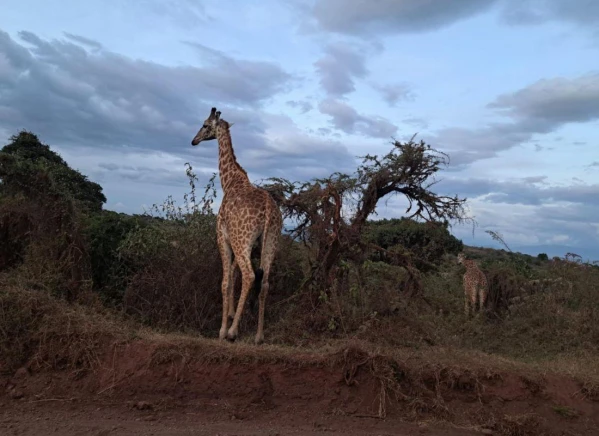 Szafari Tanzániában Zanzibári pihenéssel **** 18. kép