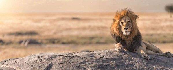 Szafari Tanzániában Zanzibári pihenéssel **** 29. kép