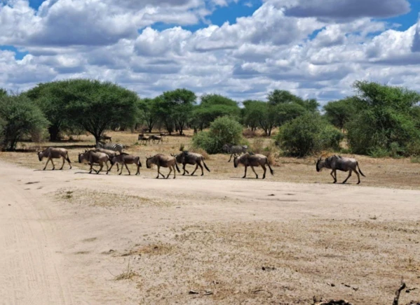 Szafari Tanzániában Zanzibári pihenéssel **** 5. kép