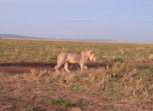 Szafari Tanzániában Zanzibári pihenéssel **** 28. kép