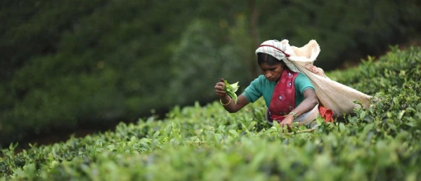 Nagykörút Sri Lankán 30. kép