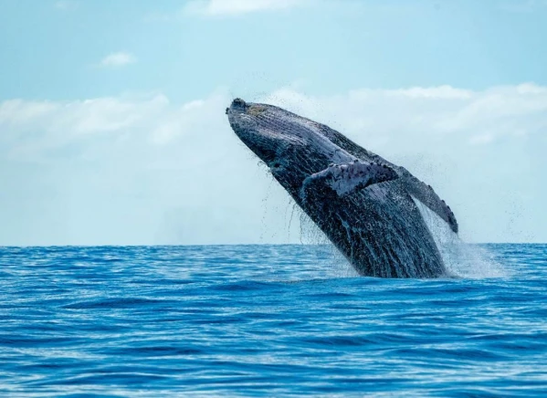 Srí Lanka körút pihenéssel a Maldív-szigeteken 9. kép