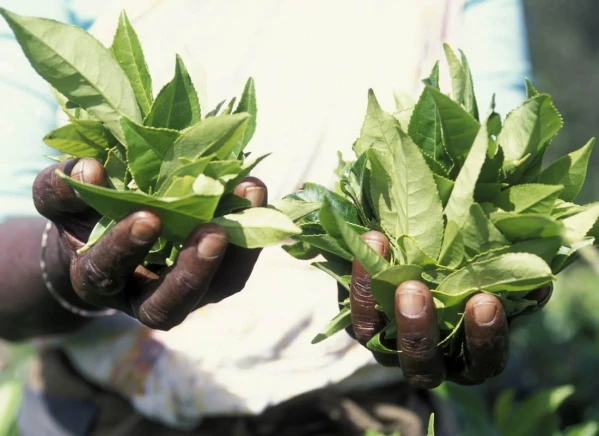 Srí Lanka körút pihenéssel a Maldív-szigeteken 11. kép