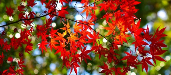 JAPÁN - ŐSZI SZÍNEK ÉS KARÁCSONYI FÉNYEK 14. kép