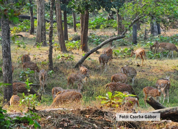 Tigris és nagyvad szafari 24. kép
