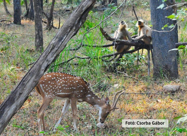Tigris és nagyvad szafari 27. kép