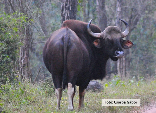 Tigris és nagyvad szafari 20. kép