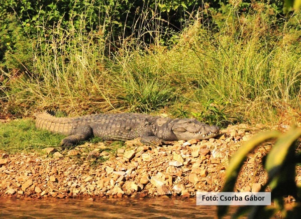 Tigris és nagyvad szafari 22. kép