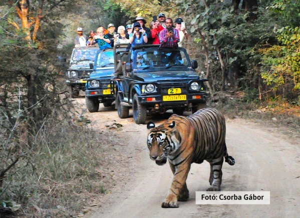 Tigris és nagyvad szafari 28. kép