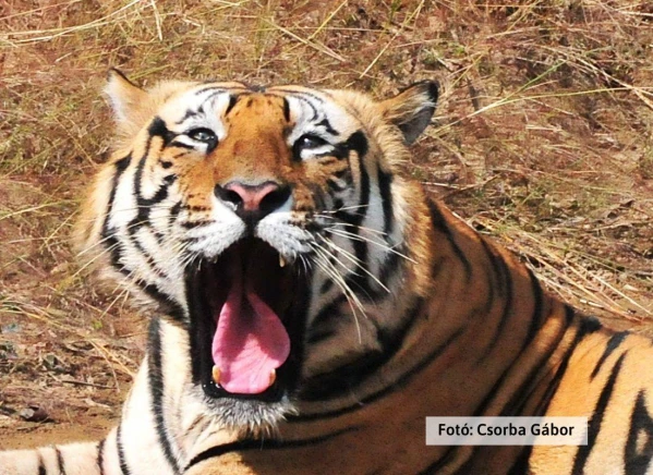 Tigris és nagyvad szafari 21. kép