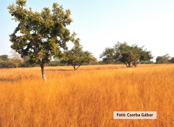 Tigris és nagyvad szafari 4. kép