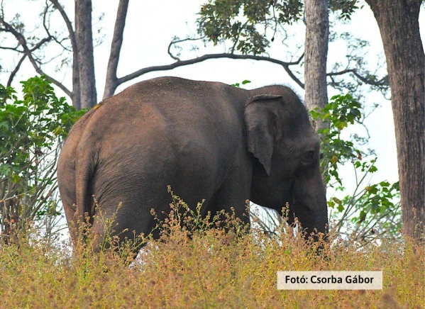Tigris és nagyvad szafari 18. kép