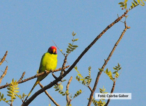 Tigris és nagyvad szafari 17. kép