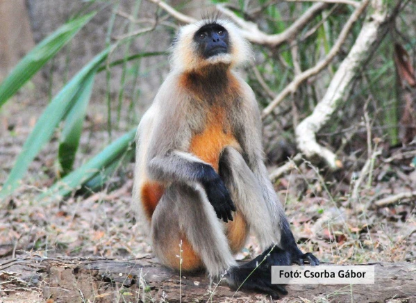 Tigris és nagyvad szafari 25. kép