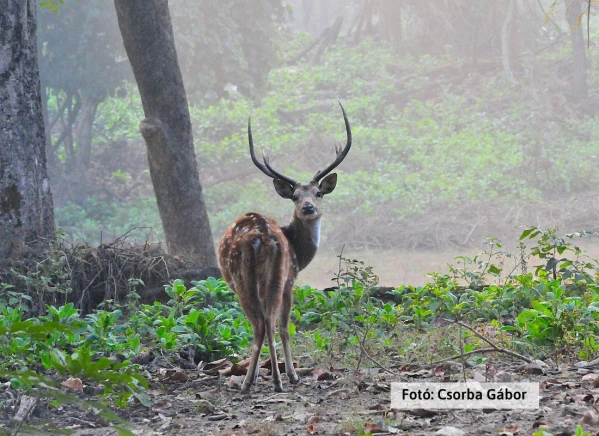 Tigris és nagyvad szafari 16. kép