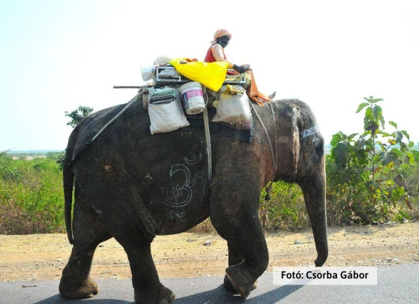 Tigris és nagyvad szafari 15. kép