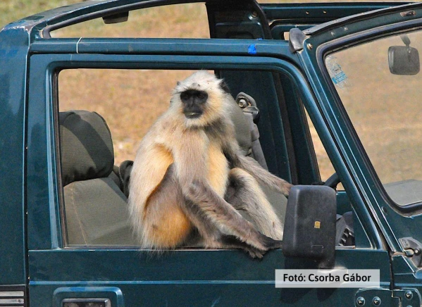 Tigris és nagyvad szafari 19. kép