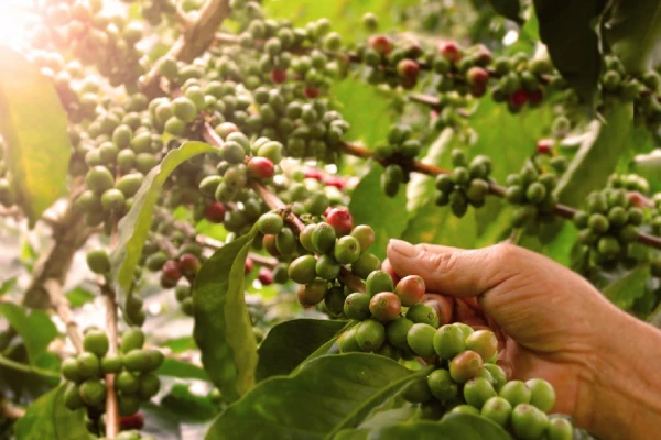 PANAMA - KOLUMBIA - ECUADOR ÉS A GALAPAGOS-SZIGETEK 7. kép