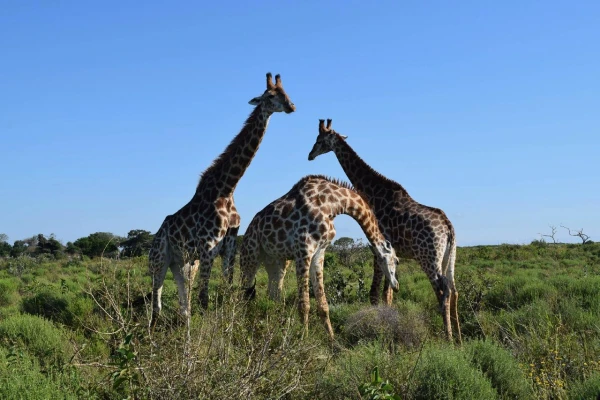 NAMÍBIA - BOTSWANA - ZIMBABWE 14. kép