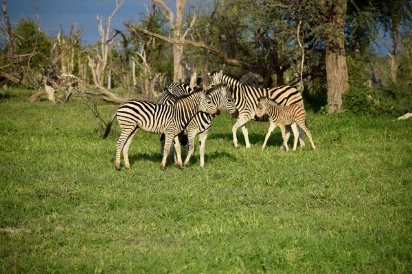 NAMÍBIA - BOTSWANA - ZIMBABWE 9. kép