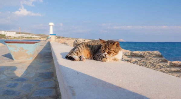 Ünnepi fények Cipruson 4. kép