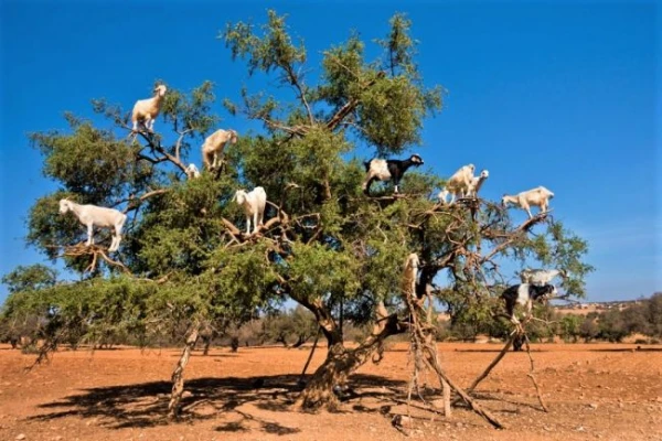 Mentagőzös lakomák és királyi paloták - csoportos utazás Marokkóban 2026.03.14-21. 2. kép