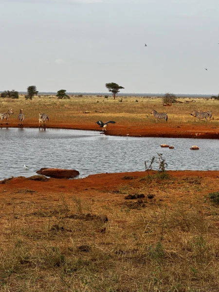 Szafari (1+6) - BETEKINTŐ, repülővel 7. kép