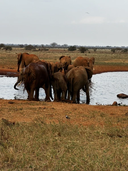 Szafari (1+6) - BETEKINTŐ, repülővel 5. kép