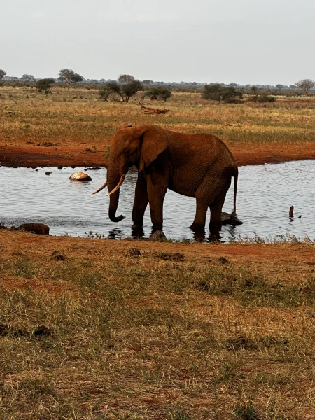 Szafari (1+6) - BETEKINTŐ, repülővel 6. kép