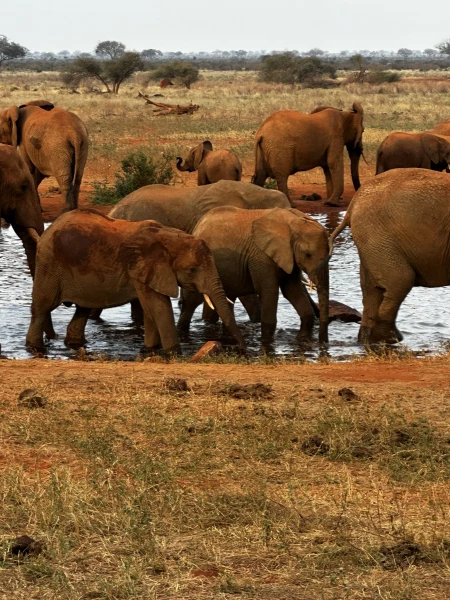 Szafari (1+6) - BETEKINTŐ, repülővel 4. kép