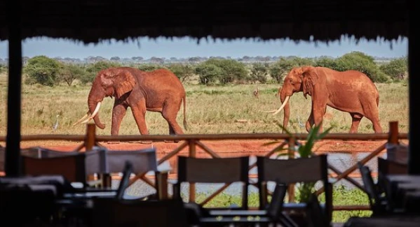 Szafari (1+6) - BETEKINTŐ, repülővel 14. kép