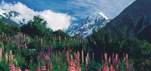 Új-Zéland kékje 8. kép