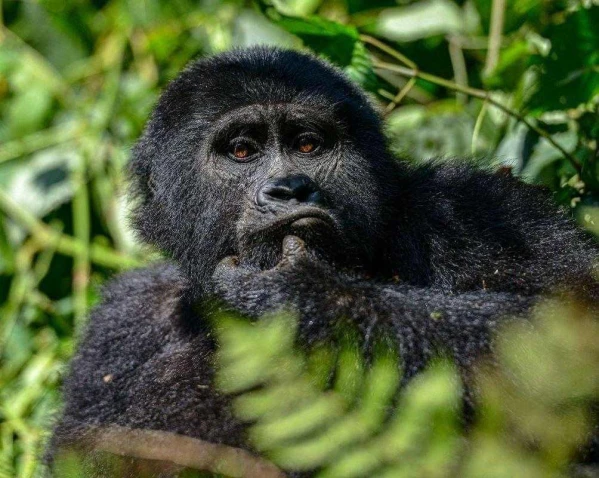 Uganda varázsa Csimpánzok és hegyi gorillák világa 30. kép