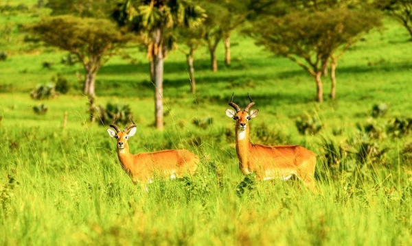 Uganda varázsa Csimpánzok és hegyi gorillák világa 11. kép