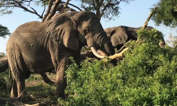 Uganda varázsa Csimpánzok és hegyi gorillák világa 10. kép