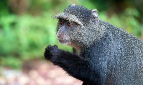 Uganda varázsa Csimpánzok és hegyi gorillák világa 3. kép