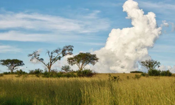 Uganda varázsa Csimpánzok és hegyi gorillák világa 1. kép