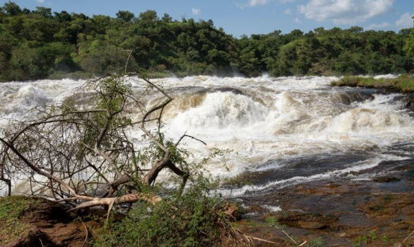 Uganda varázsa Csimpánzok és hegyi gorillák világa 9. kép