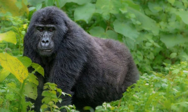 Uganda varázsa Csimpánzok és hegyi gorillák világa 18. kép